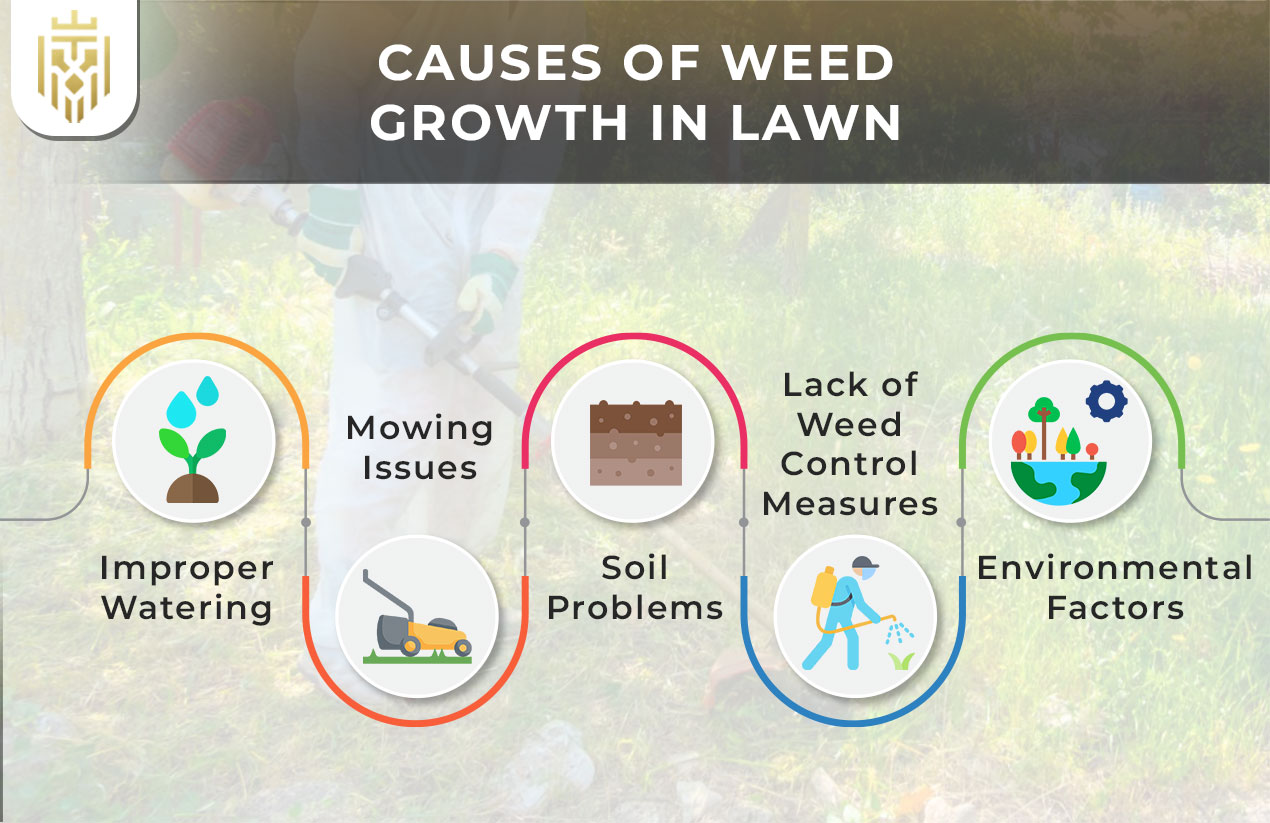 causes of weed growth in lawn