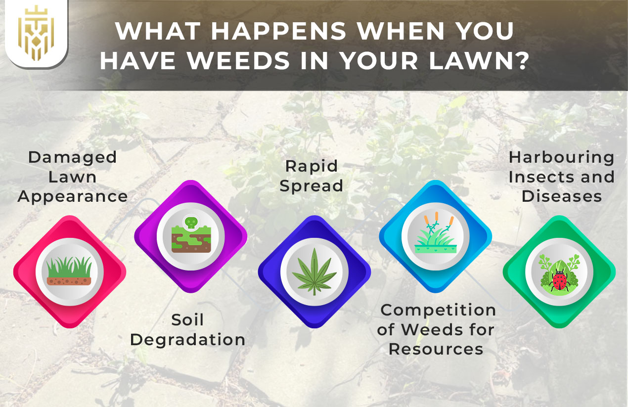 what happens when you have weeds in your lawn