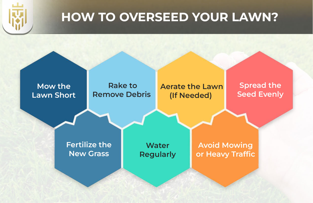 How to Overseed your Lawn