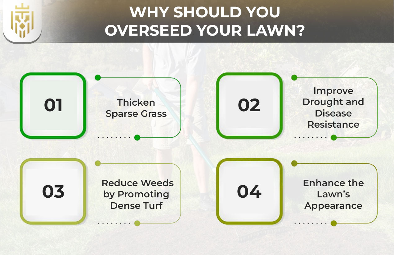 why should you Overseed a Lawn