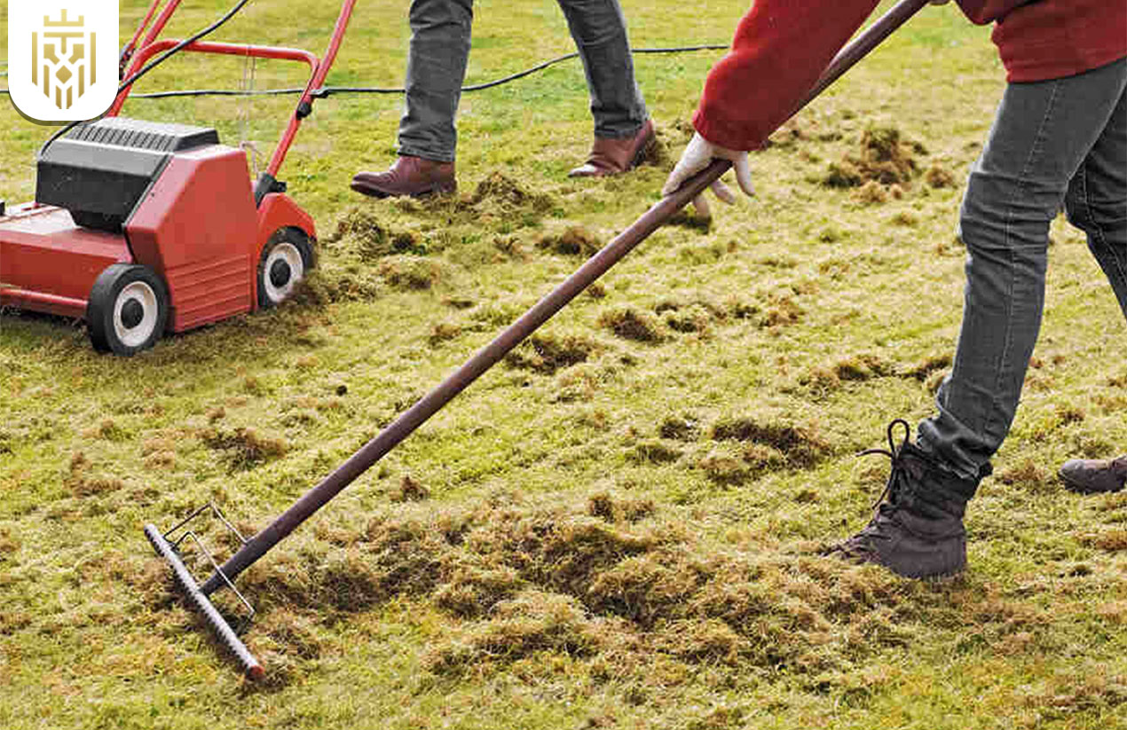 How Often Should You Dethatch