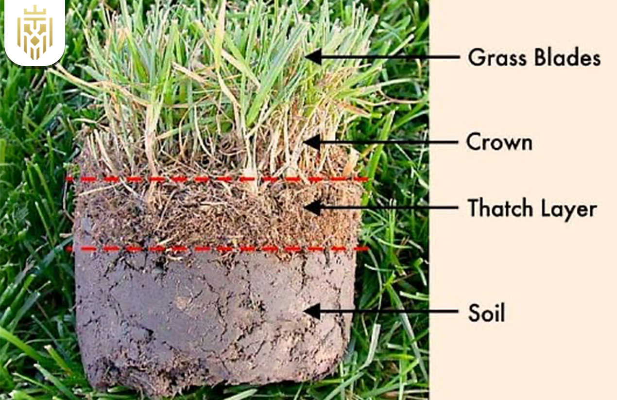 Why Is Dethatching Important