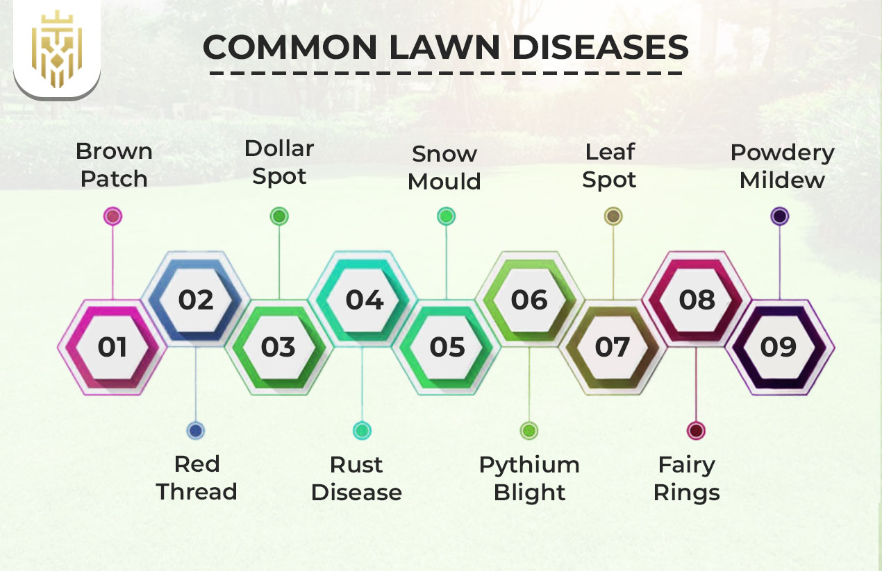Common Lawn Diseases