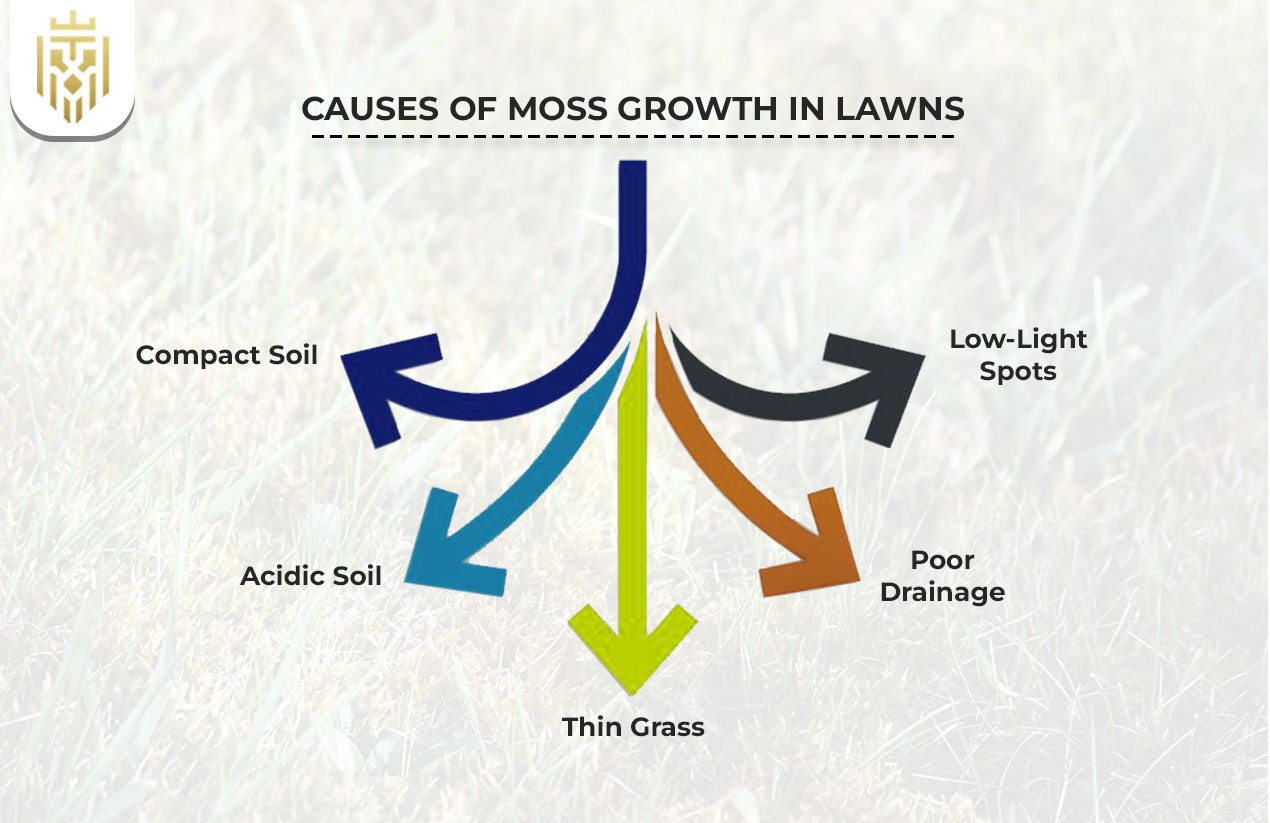 Causes of Moss Growth in Lawns