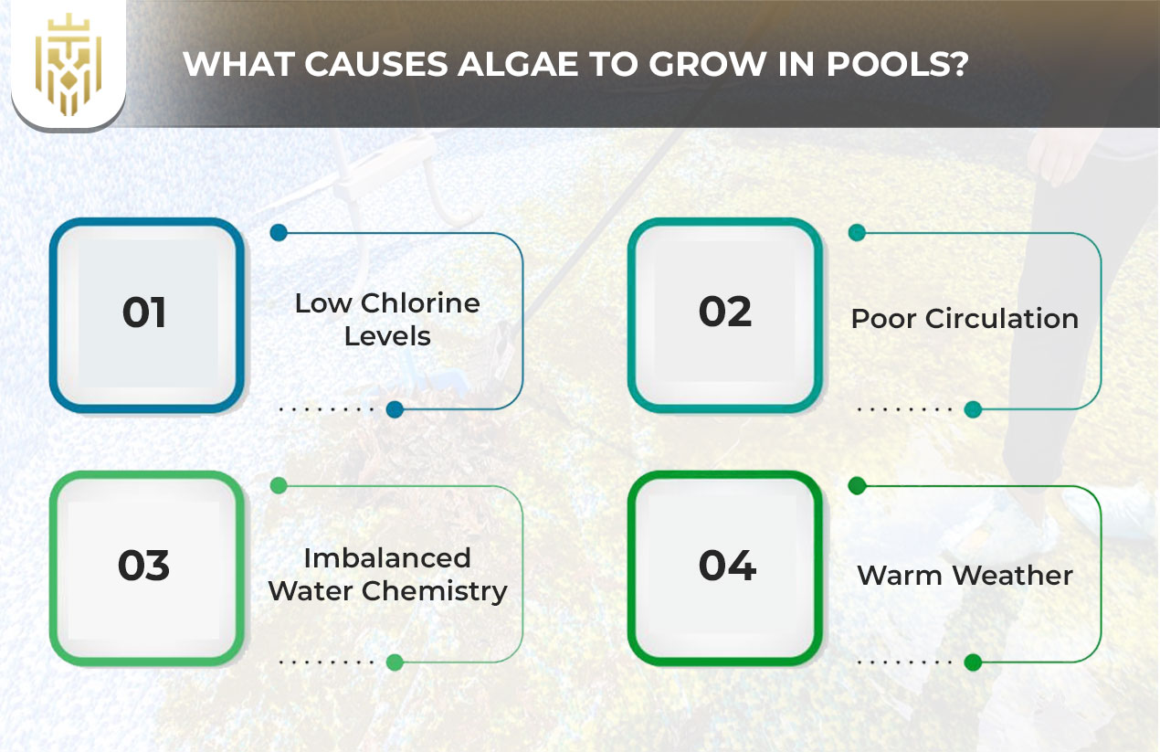 What Causes Algae to Grow in Pools