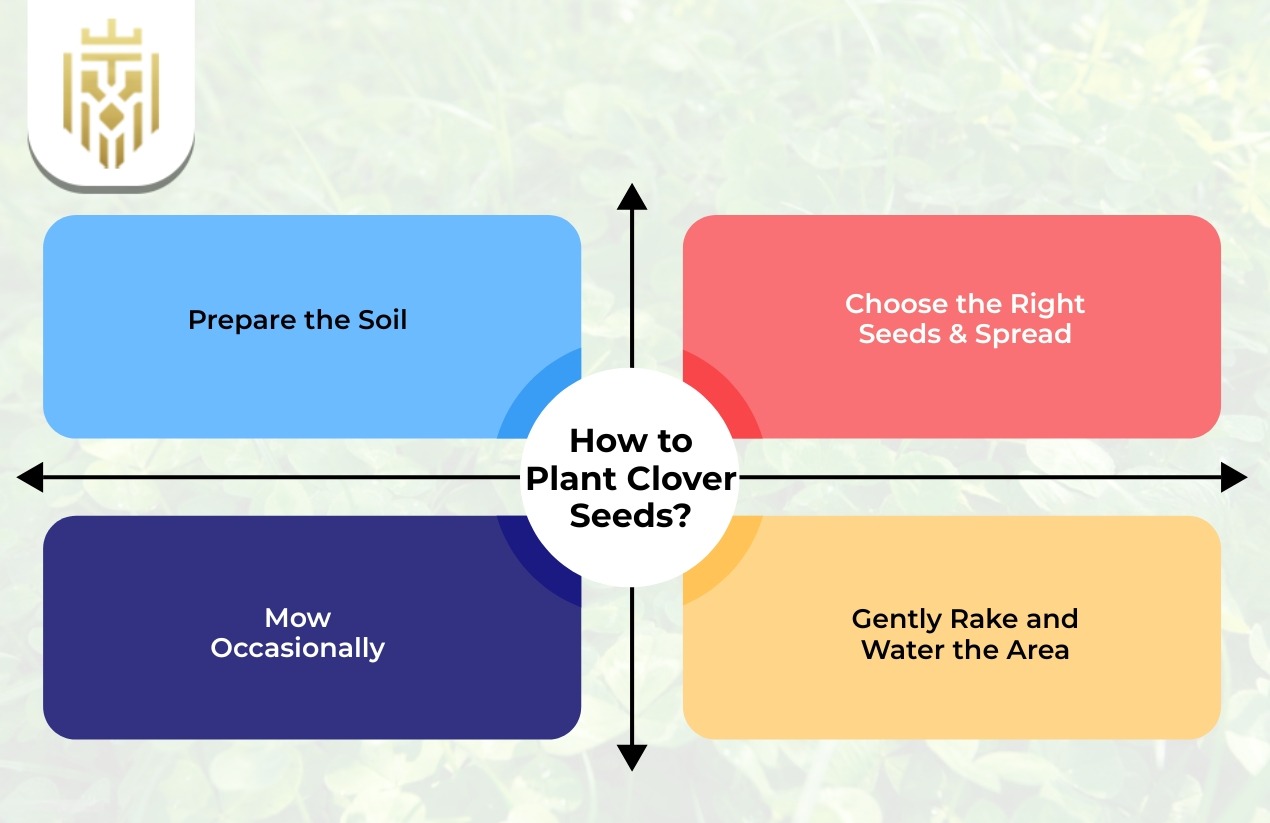 How to Plant Clover Seeds