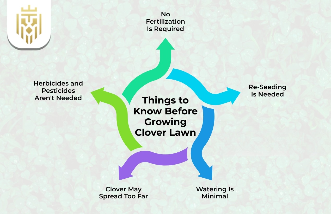 Things to Know Before growing Clover Lawn