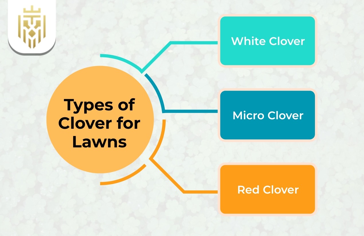 Types of Clover for Lawns