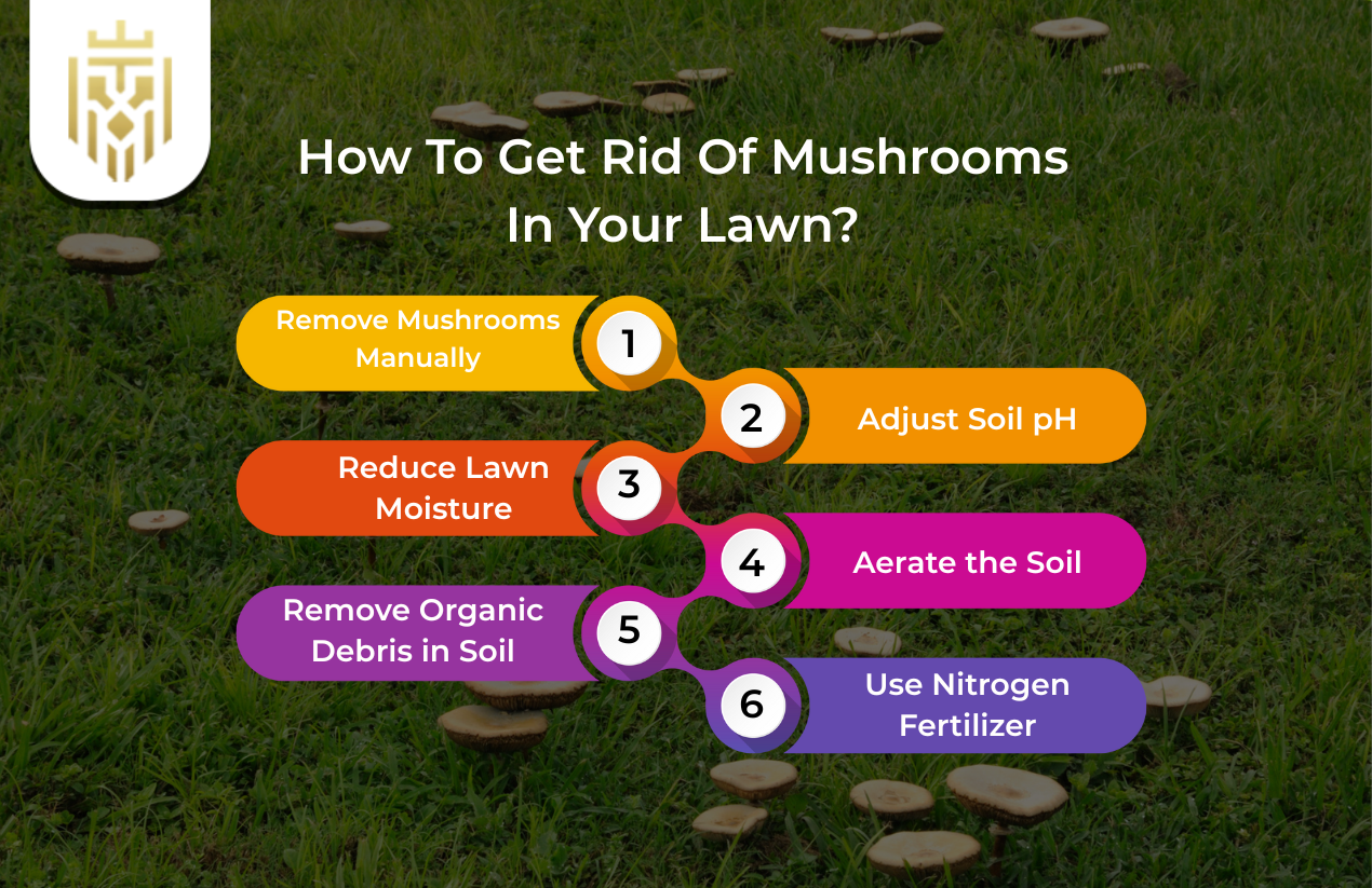 How To Get Rid Of Mushrooms In Your Lawn
