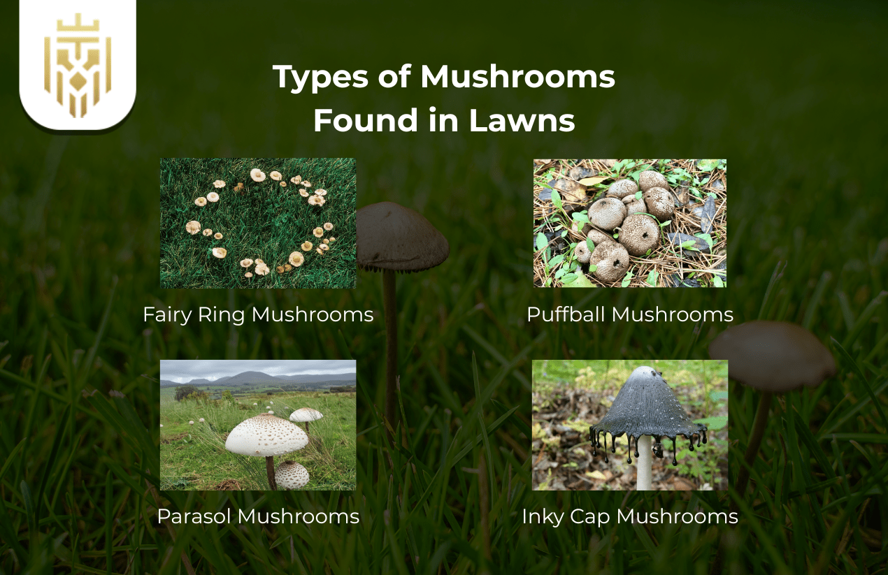 Types of Mushrooms Found in Lawns