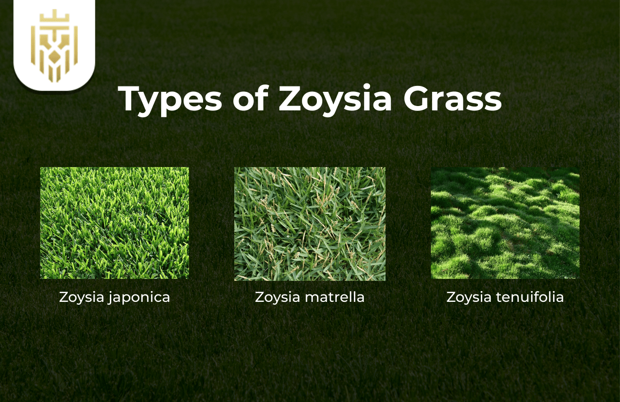 Types of Zoysia Grass