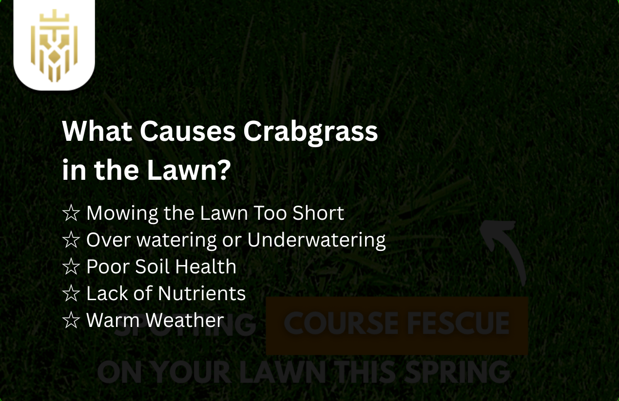 What Causes Crabgrass in the Lawn