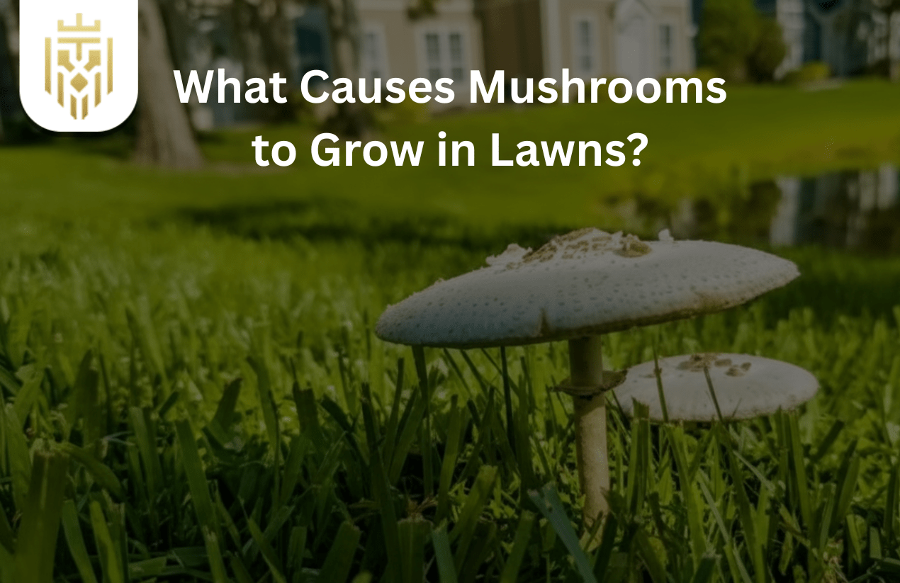 What Causes Mushrooms to Grow in Lawns