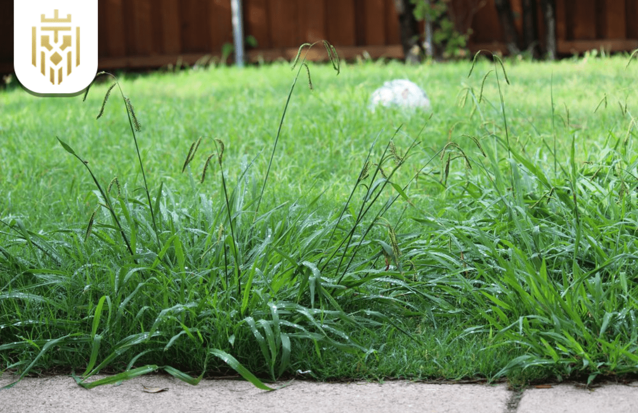 how to kill crabgrass in lawn